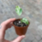 Epipremnum Pinnatum Marble Variegata