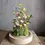 Miniature : Dôme botanique Fleurettes - Cloche de fleurs séchées