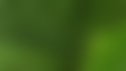 Ficus lyrata : Guide d'entretien du Figuier Lyre