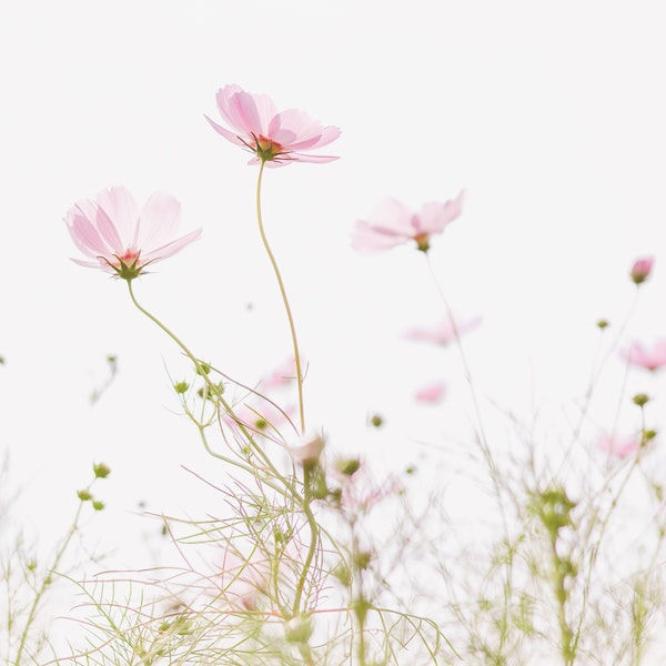Miniature : Bonne fête Maman - Sachets de graines de Cosmos à planter