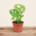 Monstera Adansonii Mint