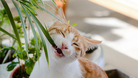 Plantes pet friendly : 12 plantes non toxiques pour les animaux