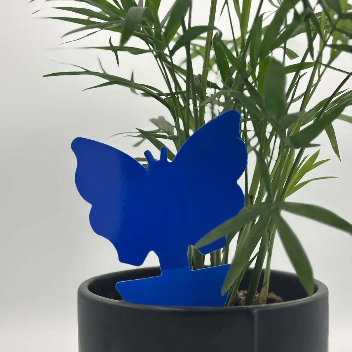 Attrape-insectes bleu