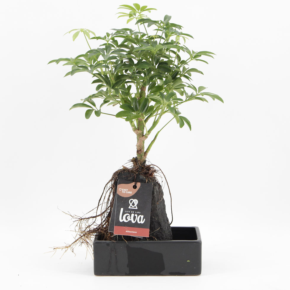 Schefflera sur Pierre de Lave