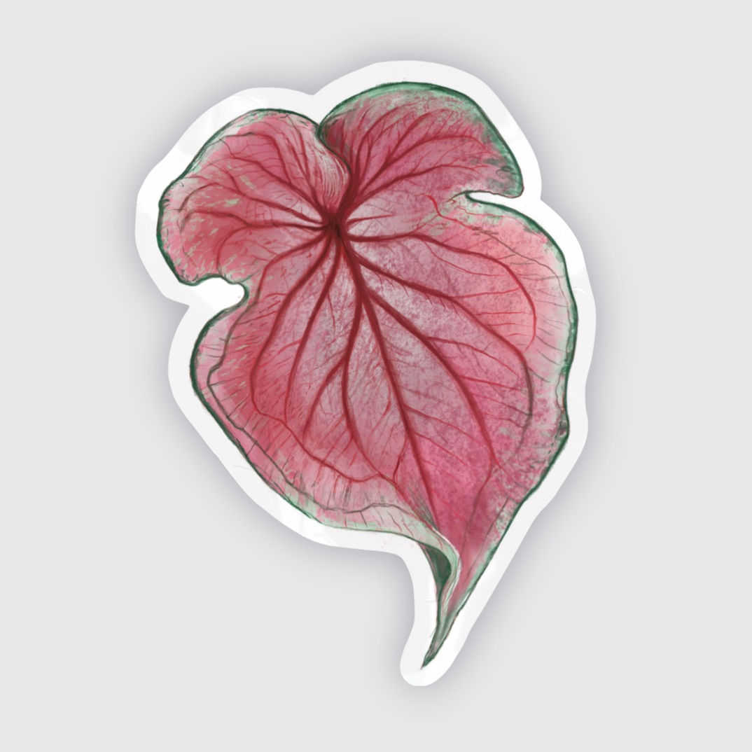 Sticker Caladium Sweetheart