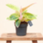 Aglaonema Salmon Fantasy