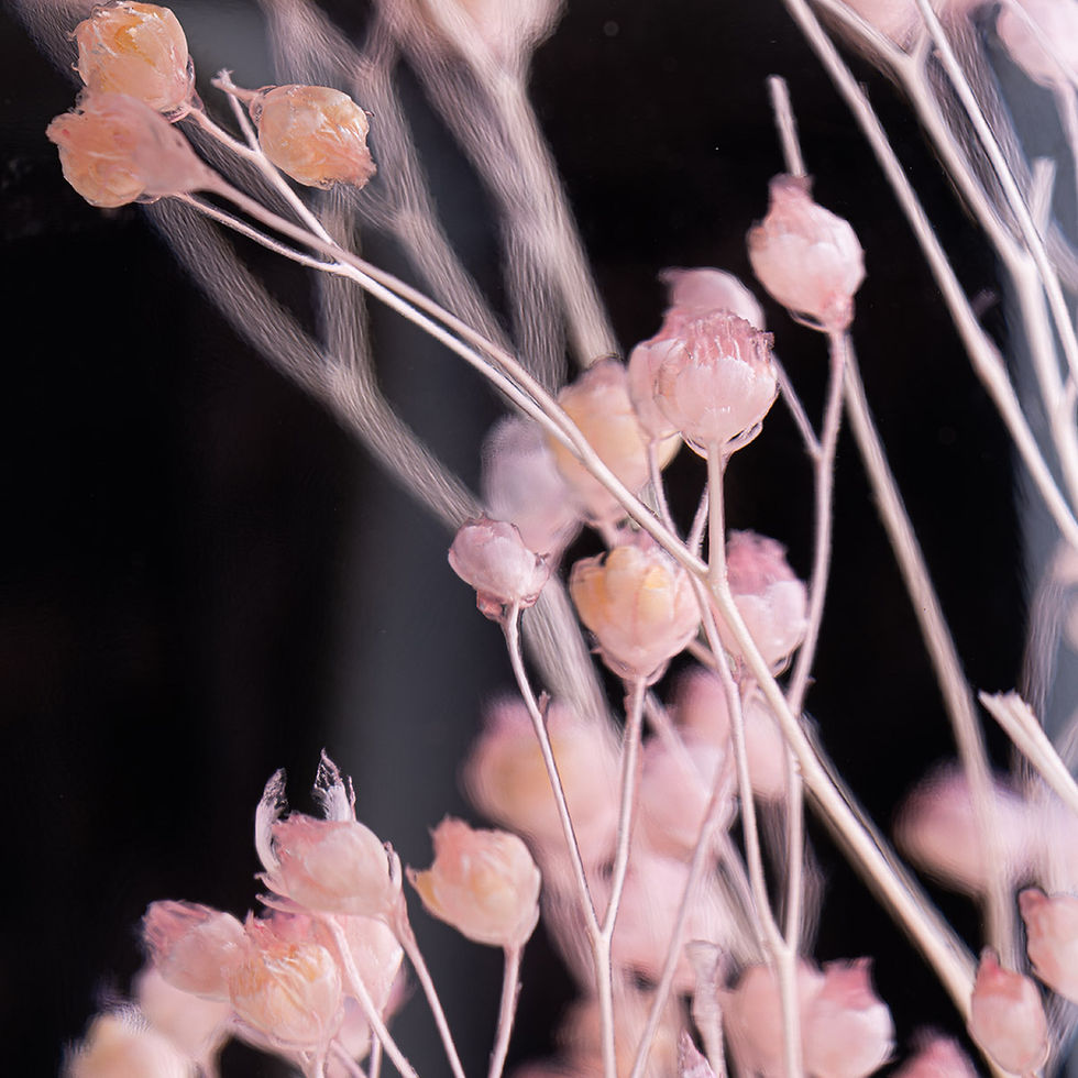 Broom rose - Plante immergée