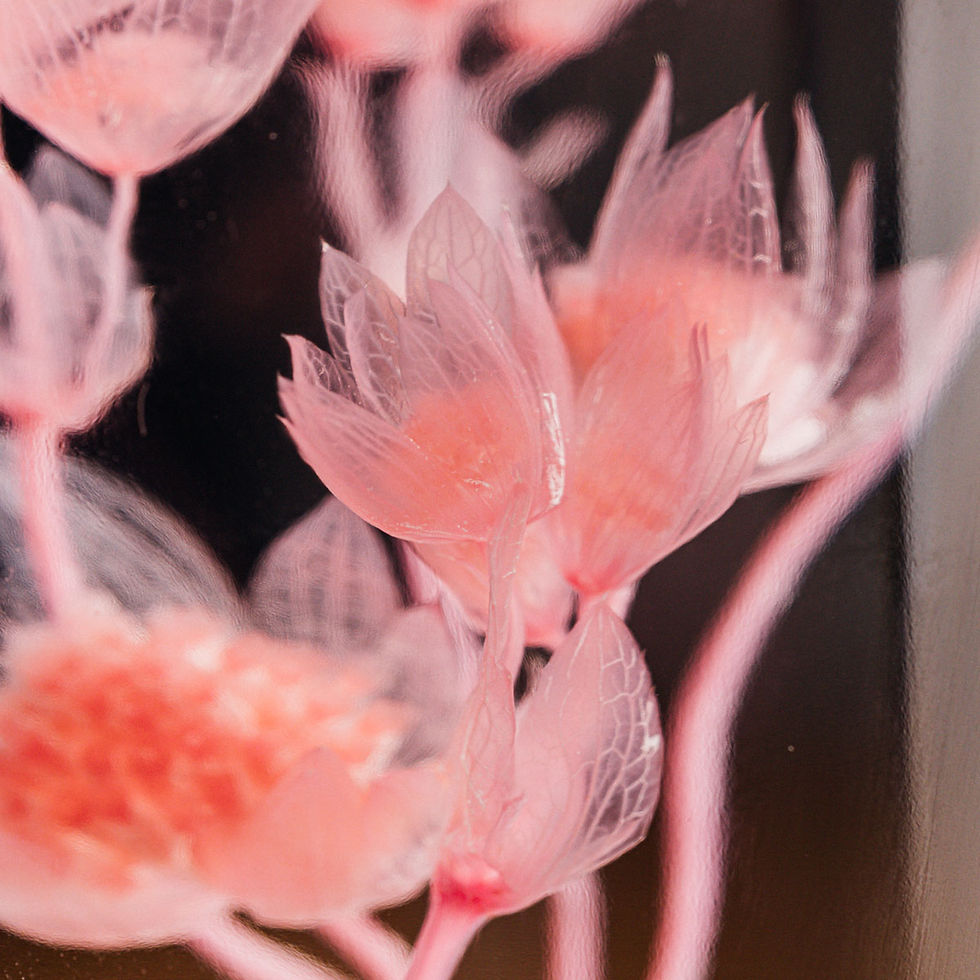 Miniature : Astrance rose Plante immergée