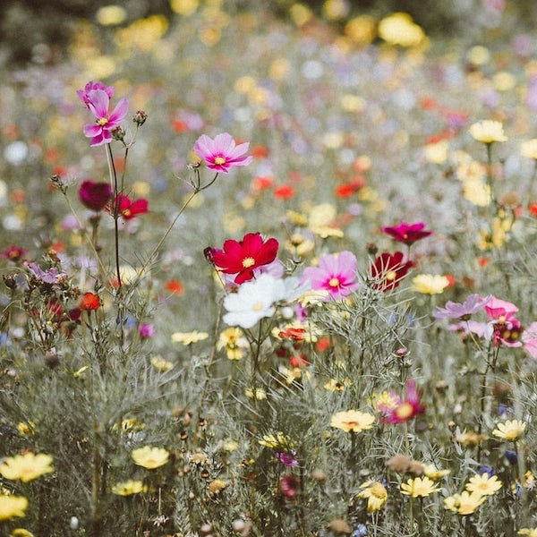 Une attention à semer - Sachets de graines de Fleurs des champs à planter