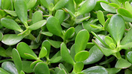 Crassula Ovata