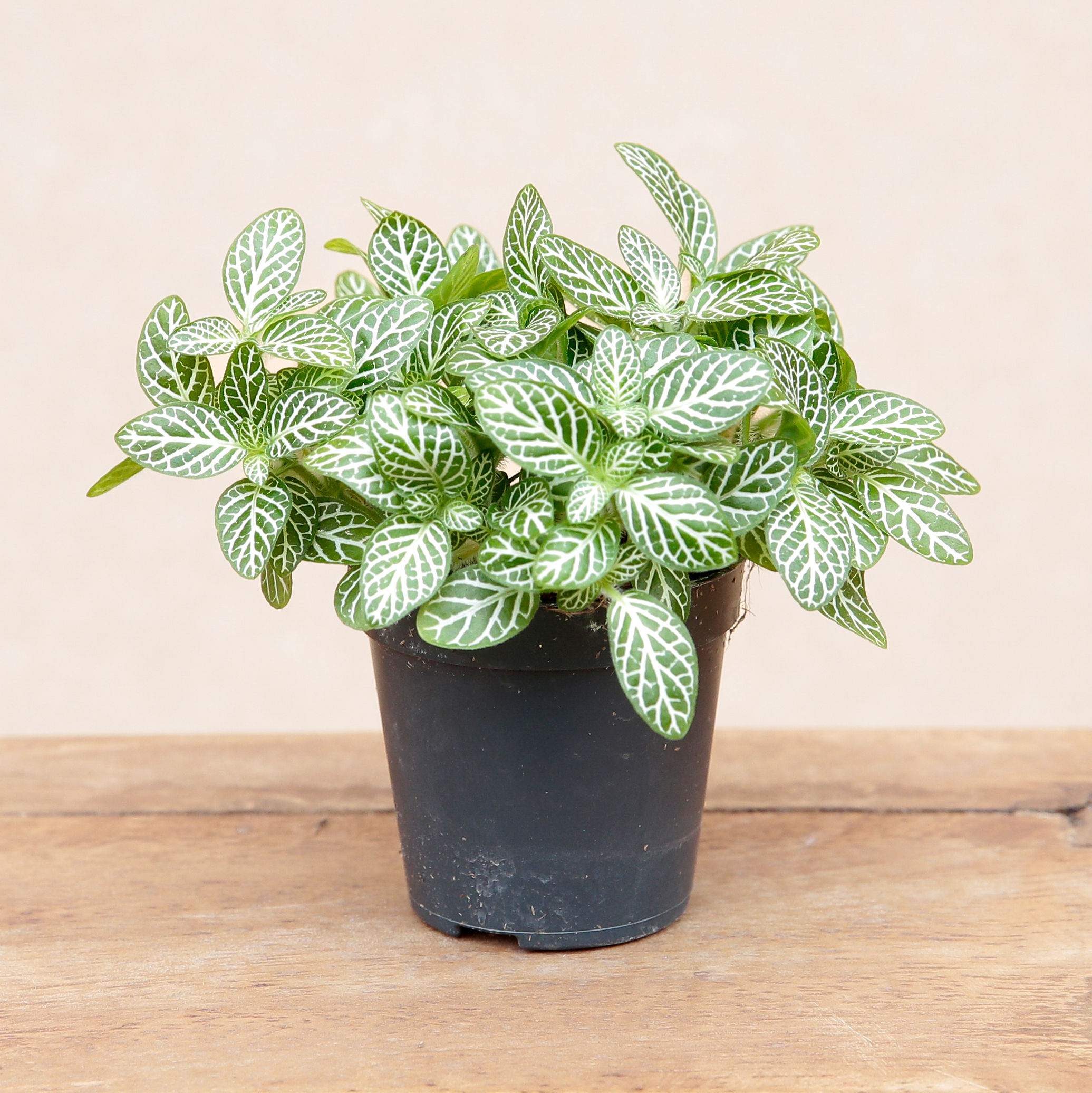 Fittonia verschaffeltii