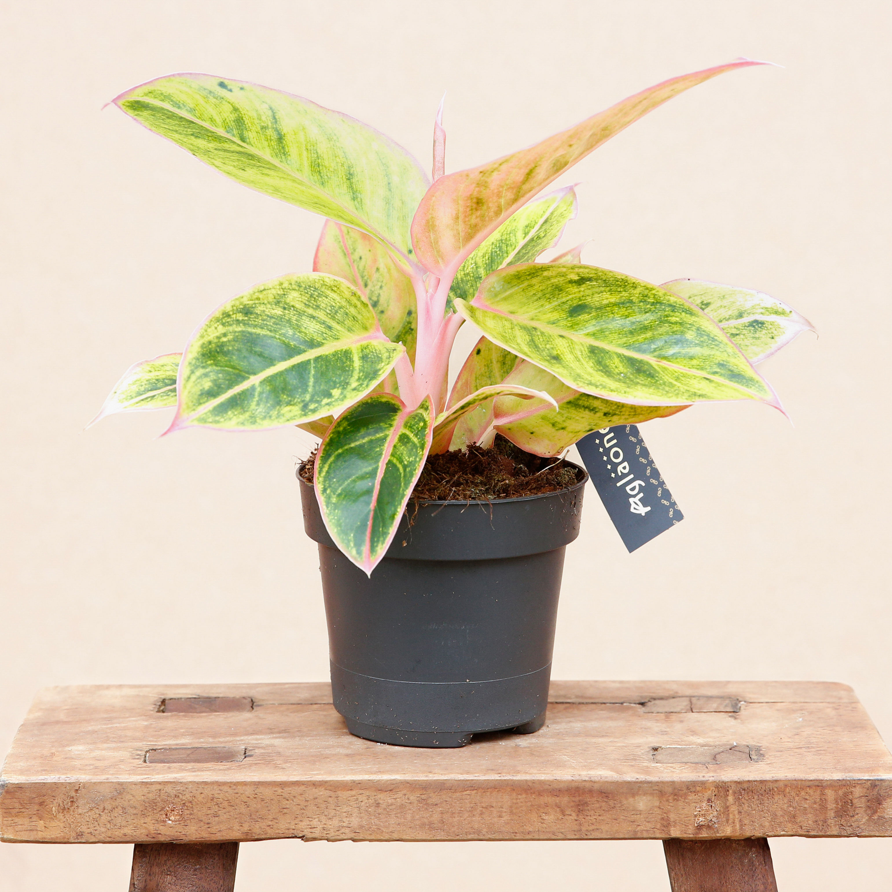 Aglaonema Salmon Fantasy