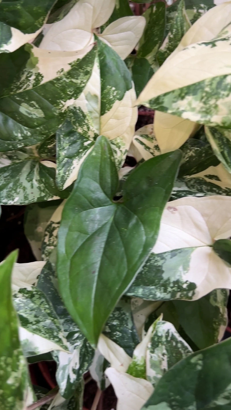 Miniature : Syngonium Albo Variegata