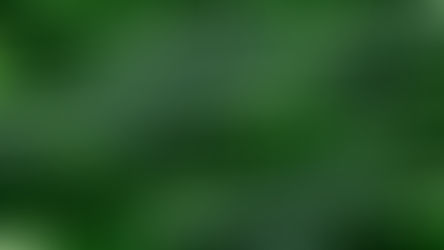 Alocasia Micholitziana Frydek : Le guide pour chouchouter la plante au feuillage veloute