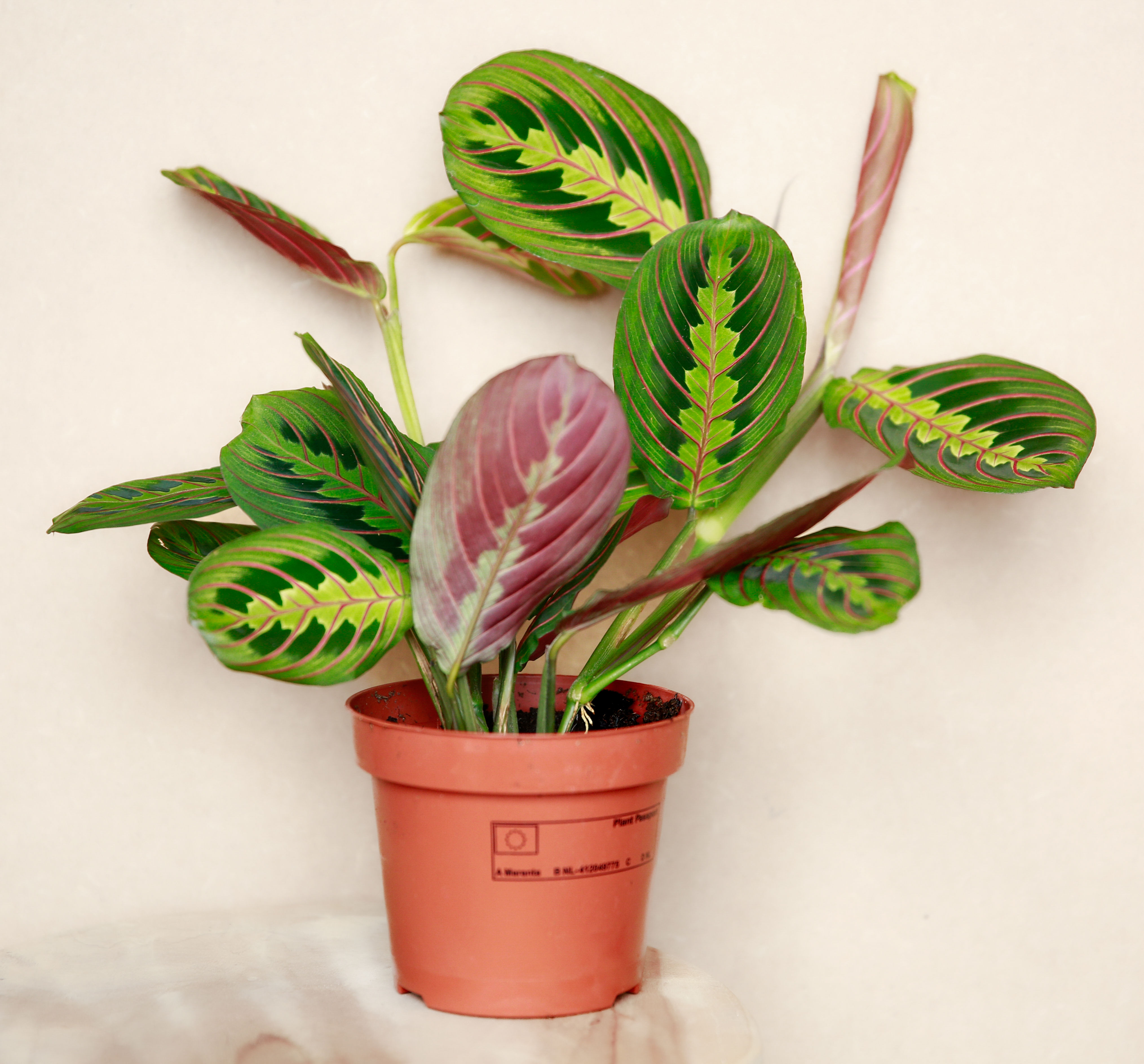 Maranta leuconeura Fascinator