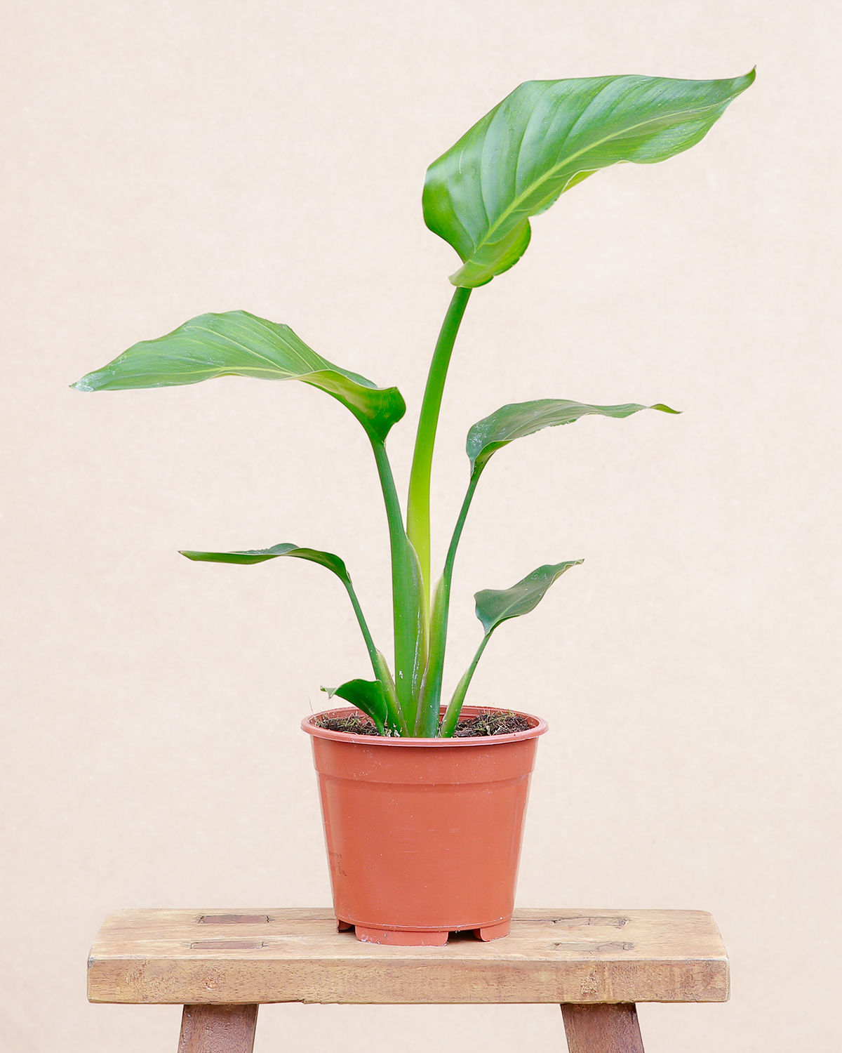 Strelitzia Nicolai (Oiseau de Paradis)