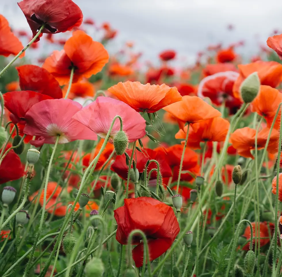 Miniature : Merci jeune pousse - Sachets de graines de Coquelicot à planter