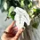 Miniature : Suncatcher - Alocasia Frydek