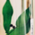 Miniature : Ruscus vert - Plante immergée
