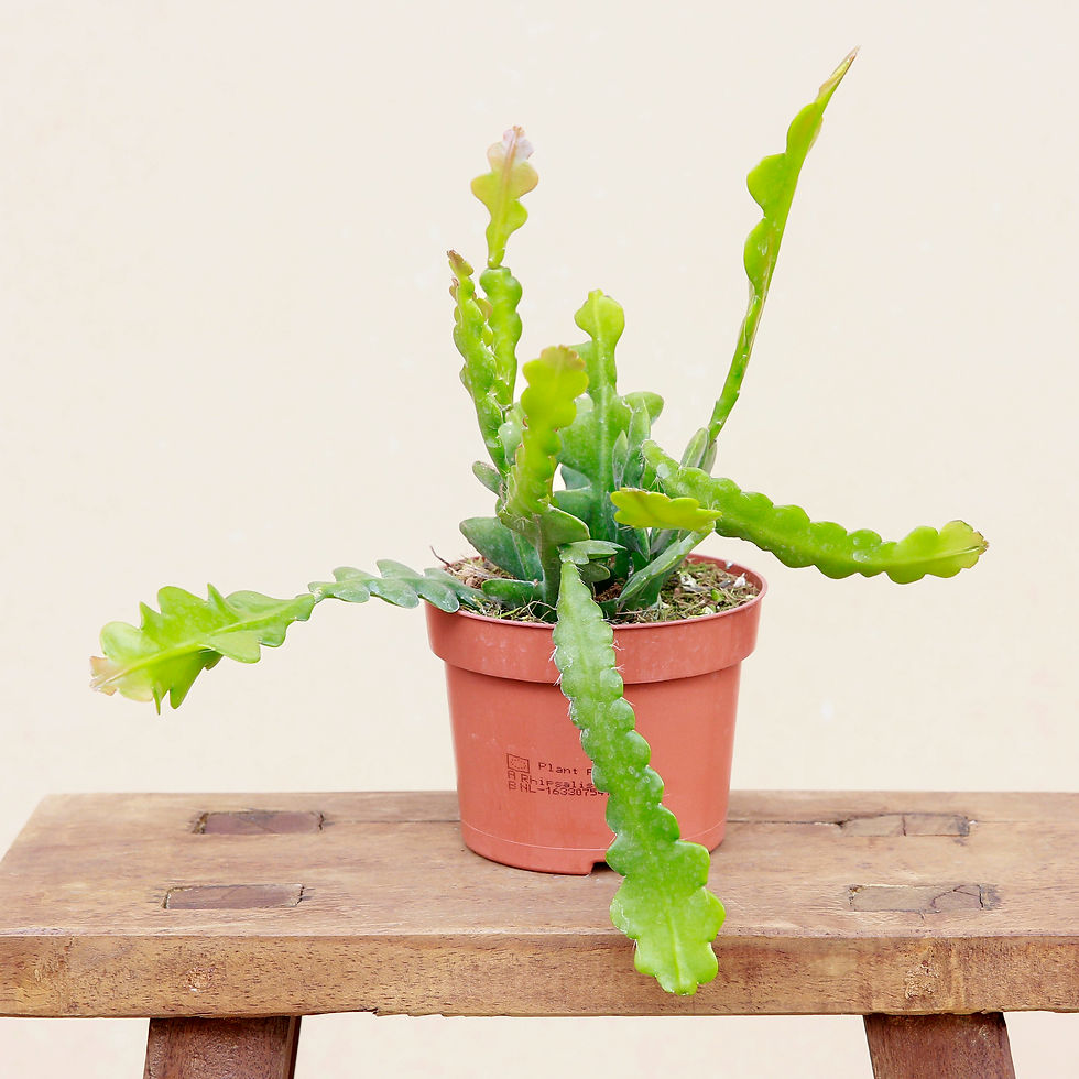 Epiphyllum anguliger (Cactus Zigzag)