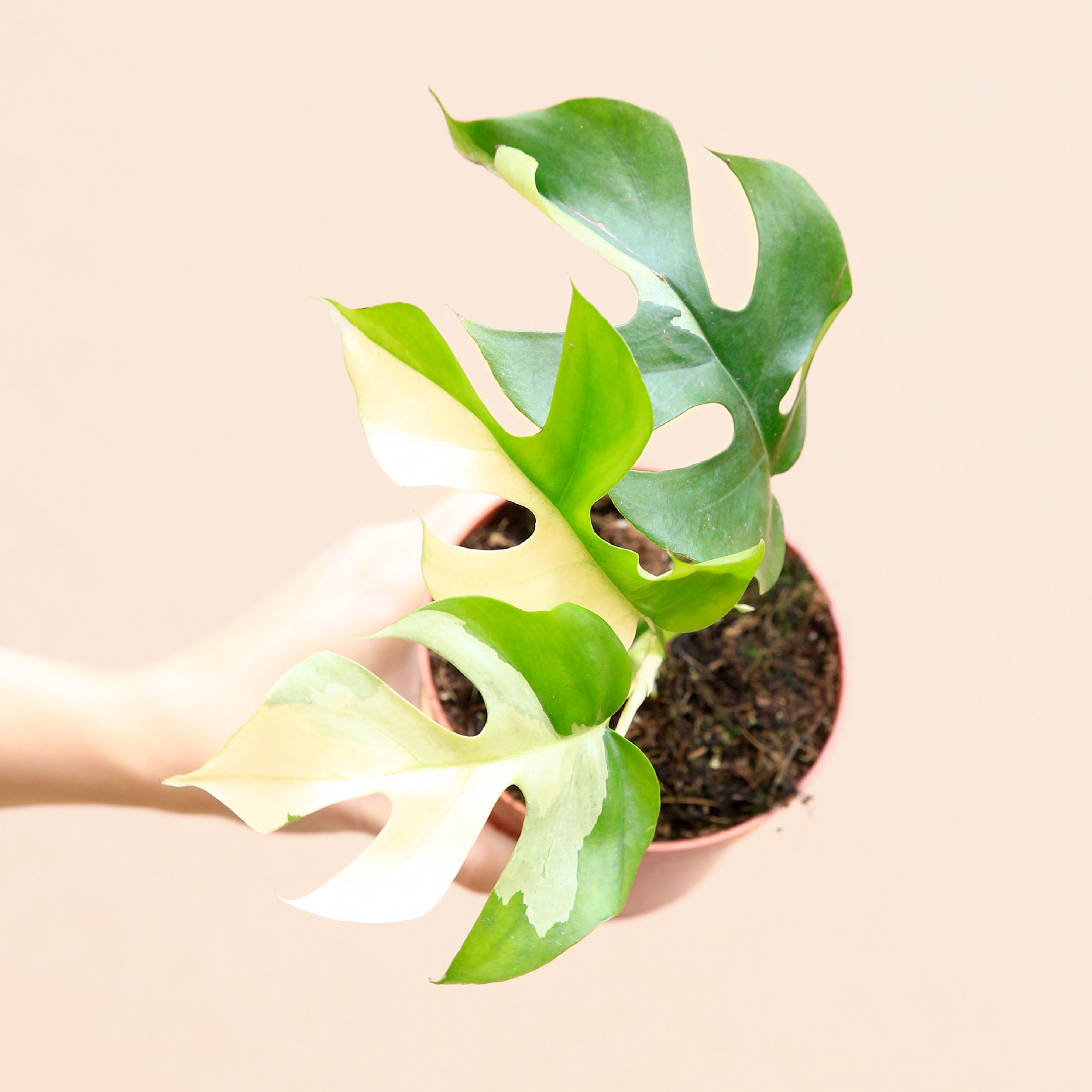 Rhaphidophora Tetrasperma Variegata