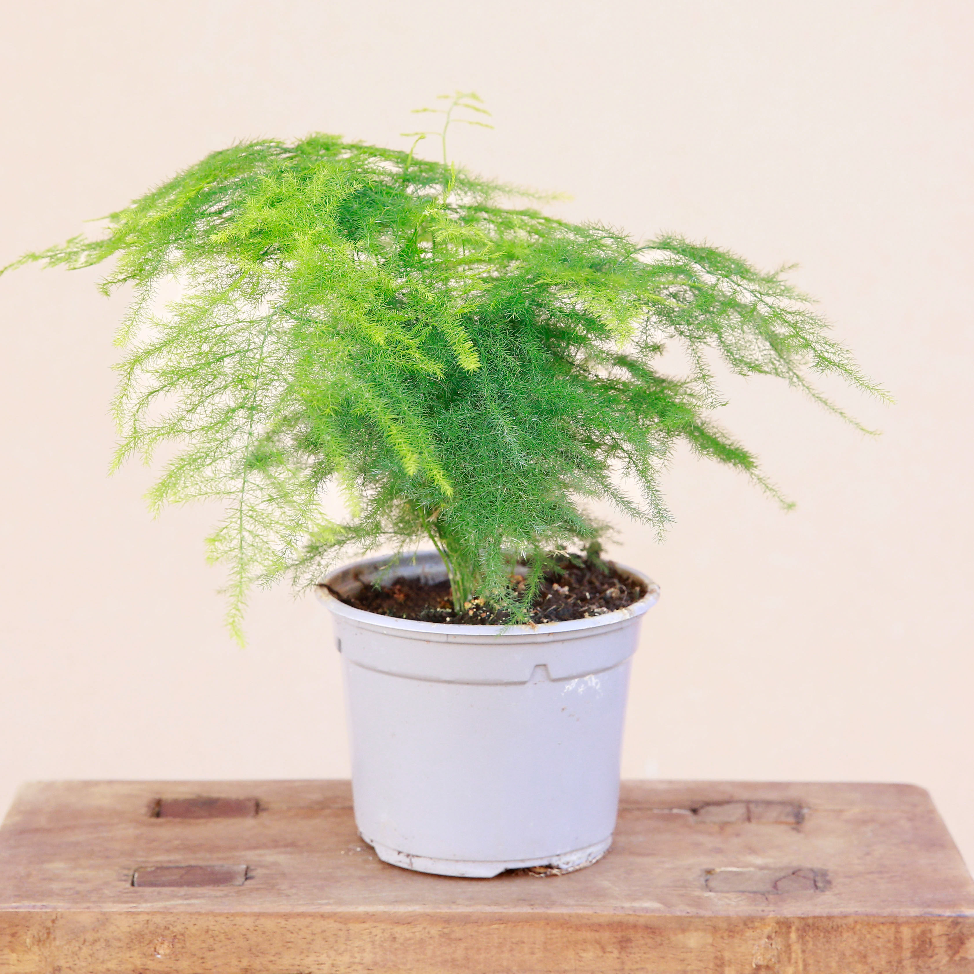 Asparagus Plumosus