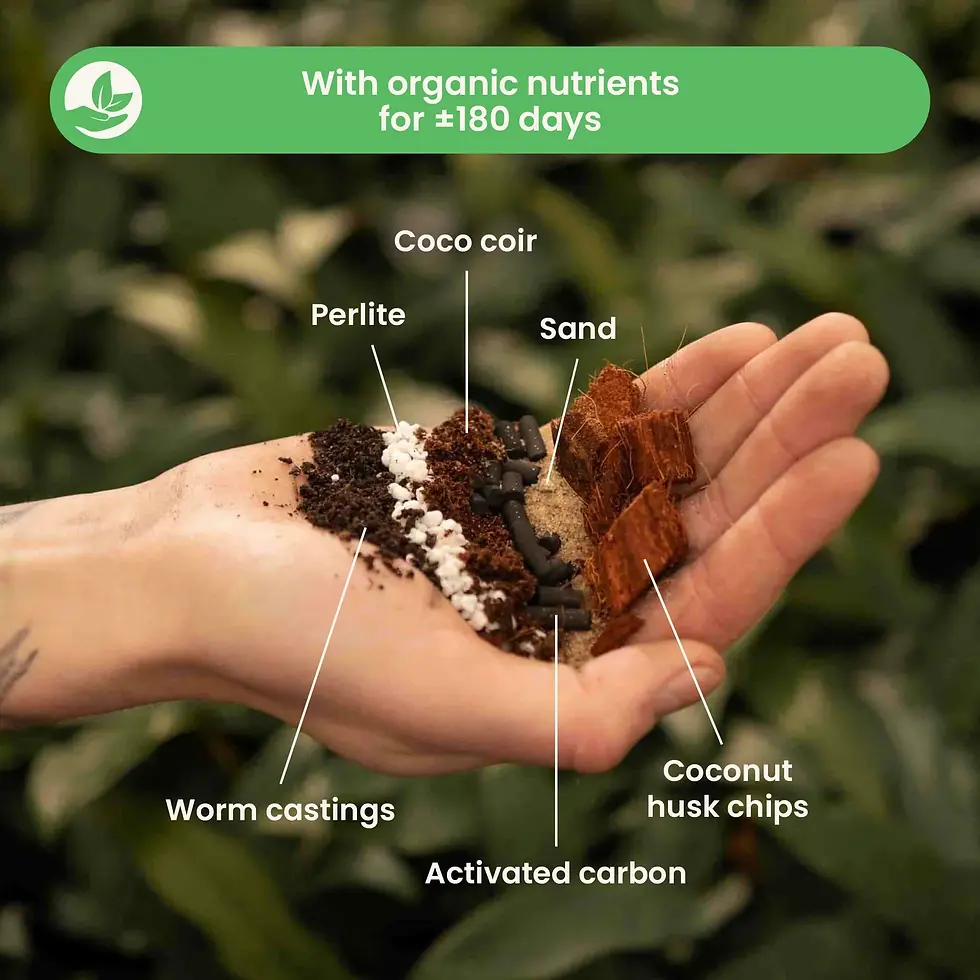 Ficus mix Sybotanica