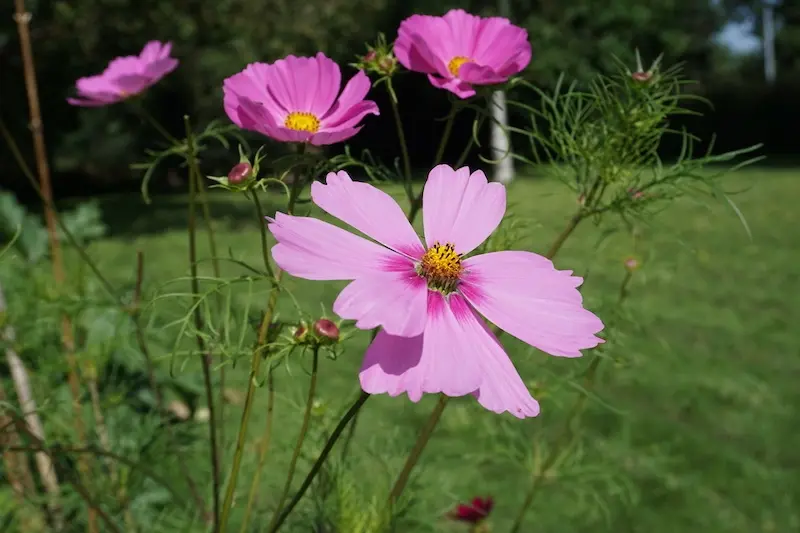 Miniature : Bisous Fleuris - Sachets de graines de Cosmos à planter