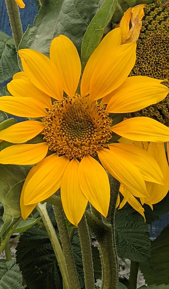 PXL_20210721_100600428 (1)_edited_edited