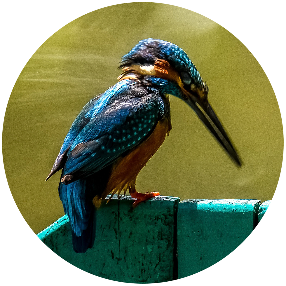 La Mesa - Common Kingfisher | Project Kallornis