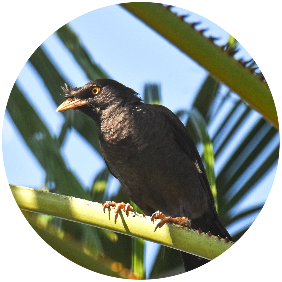 Lagro - Crested Myna | Project Kallornis