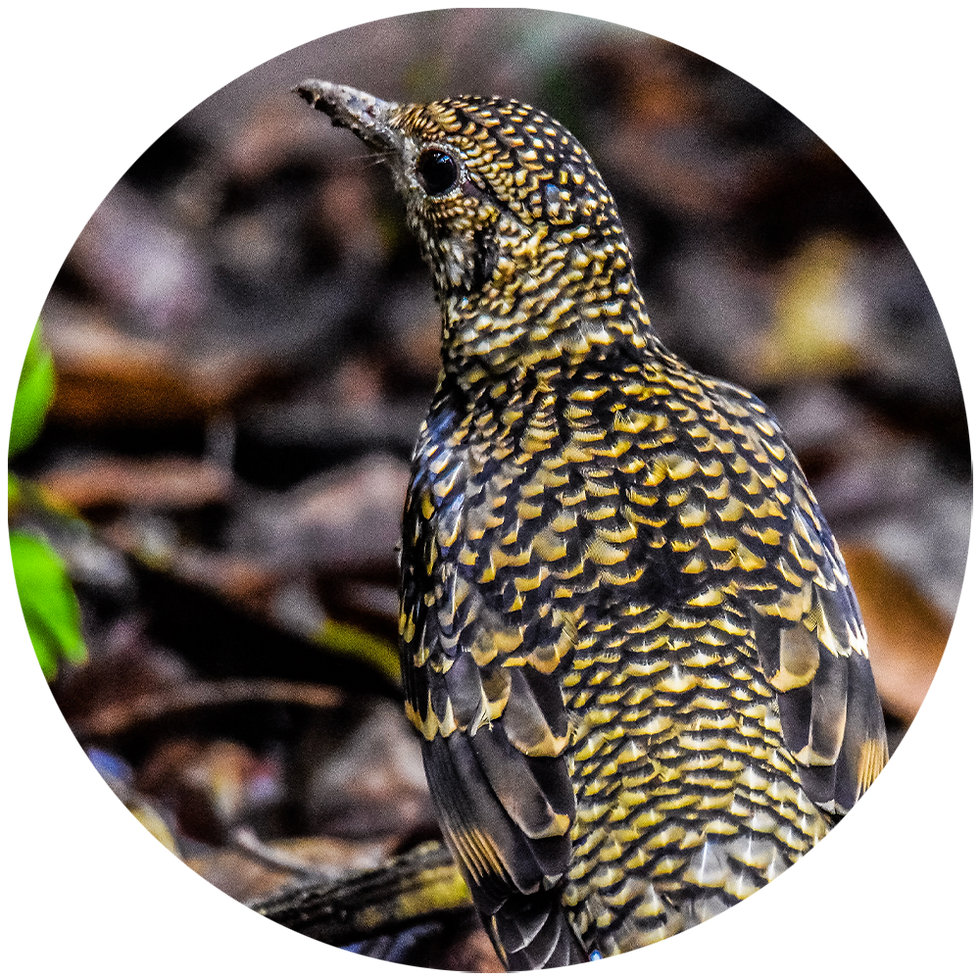 La Mesa - White's Thrush | Project Kallornis