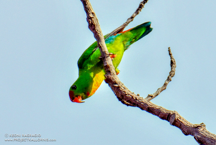 Philippine Hanging Parrot 1 by Keoni Ragragio | Project Kallornis