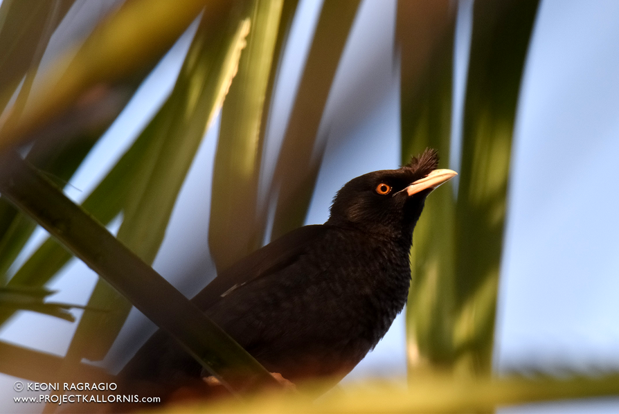 Crested Myna 2 by Keoni Ragragio | Project Kallornis
