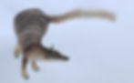 Thumbnail: A - Z of Animals - TWO SOLD