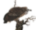Thumbnail: A - Z of Animals - TWO SOLD