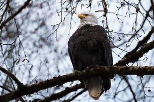 Looking out by Asavari Mehta