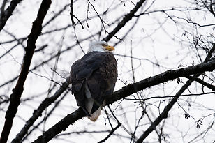 Bald eagle closing it's eyes by Asavari Mehta
