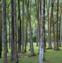Photo de l'ile de la reunion
