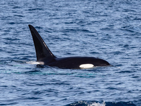 11/10/24 Killer Whale Quest