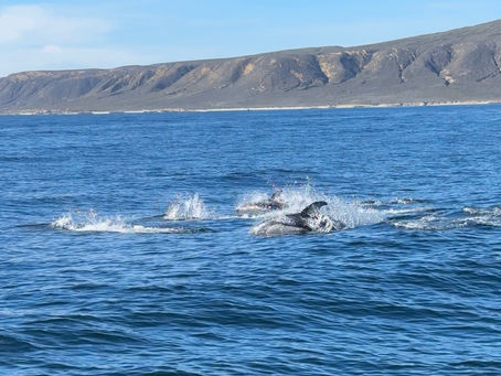 2/21/25 Killer Whale Quest