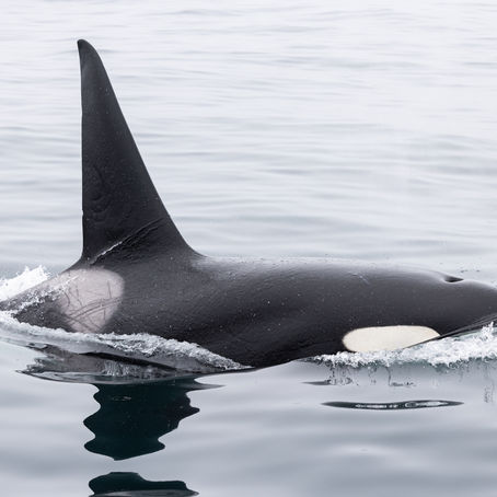5/31/25 Killer Whale Quest