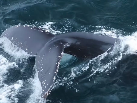 2/15/25 Killer Whale Quest