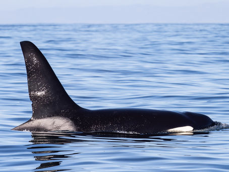 11/22/24 Killer Whale Quest