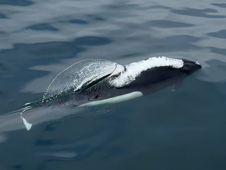 12/20/24 Killer Whale Quest