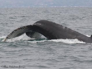 7/13/25 4 Hour Whale Watching