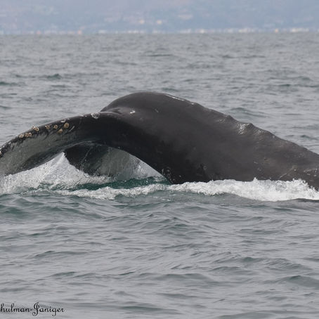 7/13/25 4 Hour Whale Watching