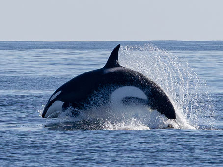 1/24/25 Killer Whale Quest