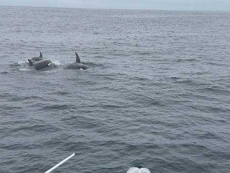 9/28/24 Killer Whale Quest