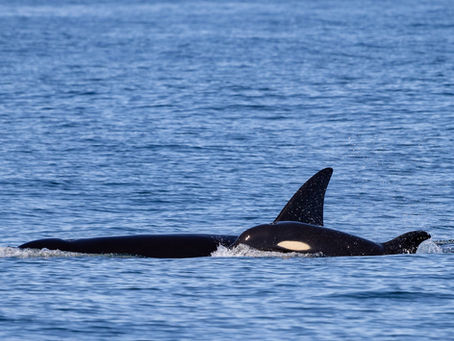 10/20/24 Killer Whale Quest